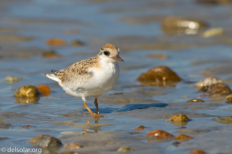 Canon EOS 7D  --  500 mm  --  EF500mm f/4L IS USM  