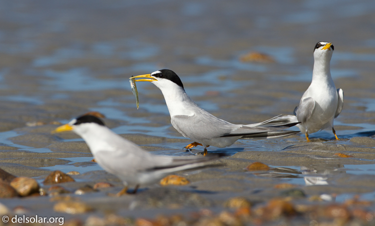 Canon EOS 7D  --  500 mm  --  EF500mm f/4L IS USM  