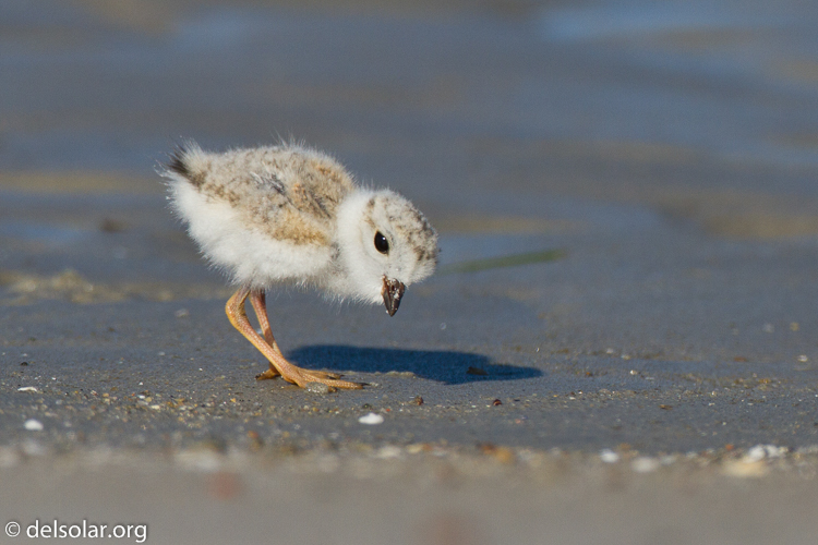 Canon EOS 7D  --  500 mm  --  EF500mm f/4L IS USM  