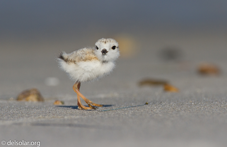 Canon EOS 7D  --  500 mm  --  EF500mm f/4L IS USM  