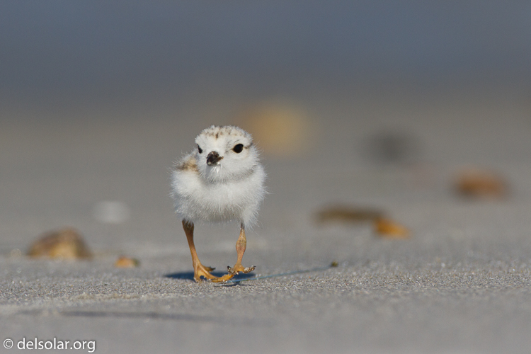 Canon EOS 7D  --  500 mm  --  EF500mm f/4L IS USM  