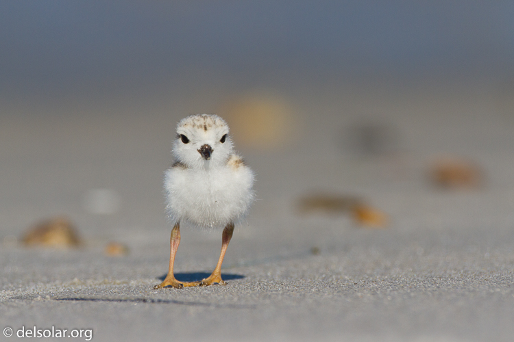 Canon EOS 7D  --  500 mm  --  EF500mm f/4L IS USM  