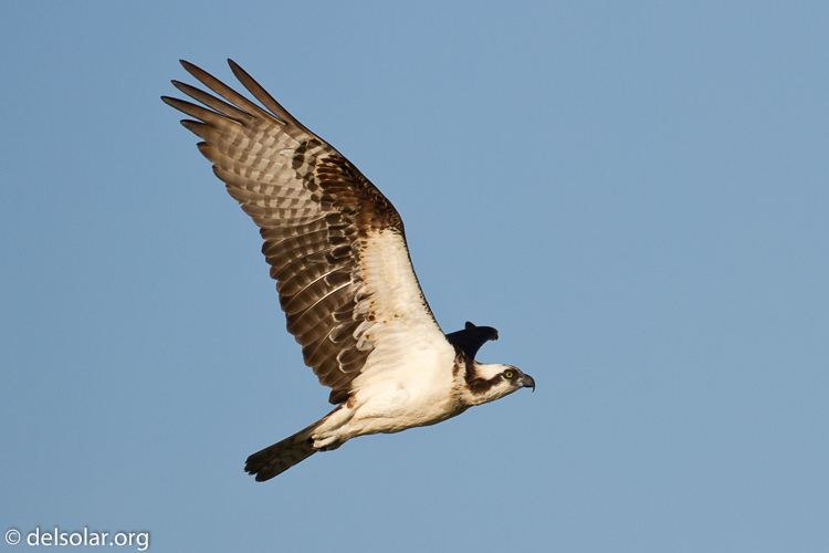 Canon EOS 7D  --  500 mm  --  EF500mm f/4L IS USM  