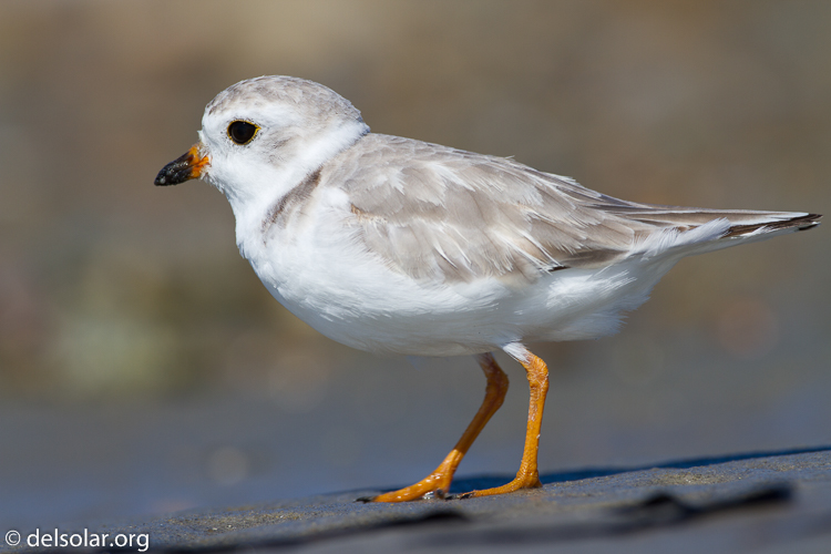 Canon EOS 7D  --  500 mm  --  EF500mm f/4L IS USM  