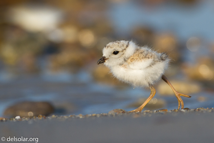 Canon EOS 7D  --  500 mm  --  EF500mm f/4L IS USM  