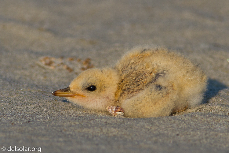 Canon EOS 7D  --  400 mm  --  EF400mm f/5.6L USM  