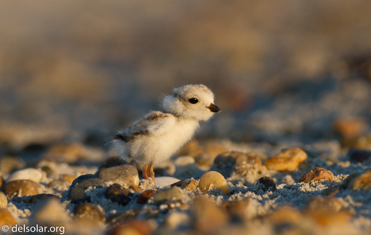 Canon EOS 7D  --  500 mm  --  EF500mm f/4L IS USM  