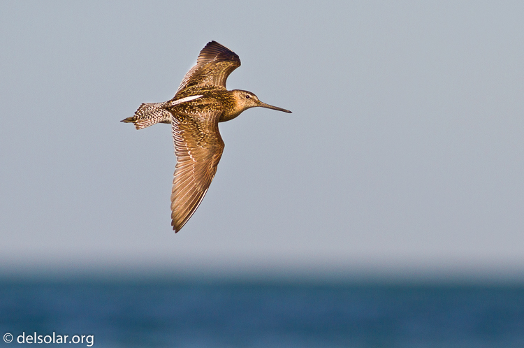 Canon EOS 7D  --  400 mm  --  EF400mm f/5.6L USM  