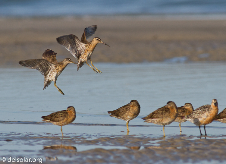 Canon EOS 7D  --  400 mm  --  EF400mm f/5.6L USM  