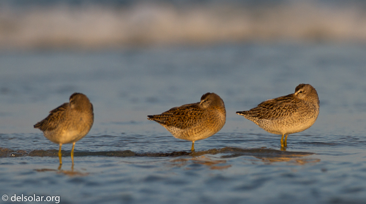 Canon EOS 7D  --  500 mm  --  EF500mm f/4L IS USM  