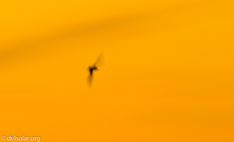 Canon EOS 7D  --  180 mm  --  EF70-200mm f/4L USM  