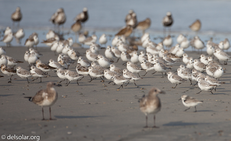 Canon EOS 5D Mark II  --  500 mm  --  EF500mm f/4L IS USM  