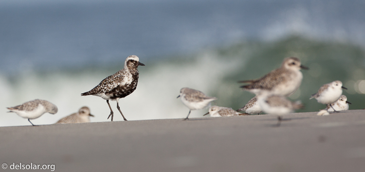 Canon EOS 5D Mark II  --  500 mm  --  EF500mm f/4L IS USM  