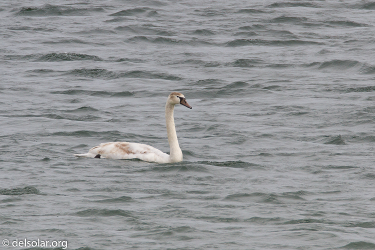 Canon EOS 7D  --  500 mm  --  EF500mm f/4L IS USM  