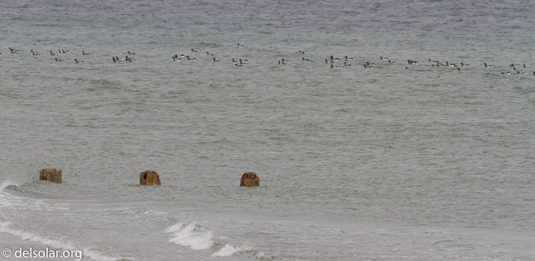 Canon EOS 7D  --  500 mm  --  EF500mm f/4L IS USM  