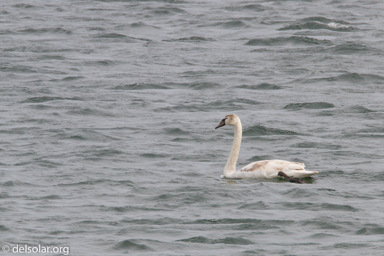 Canon EOS 7D  --  500 mm  --  EF500mm f/4L IS USM  