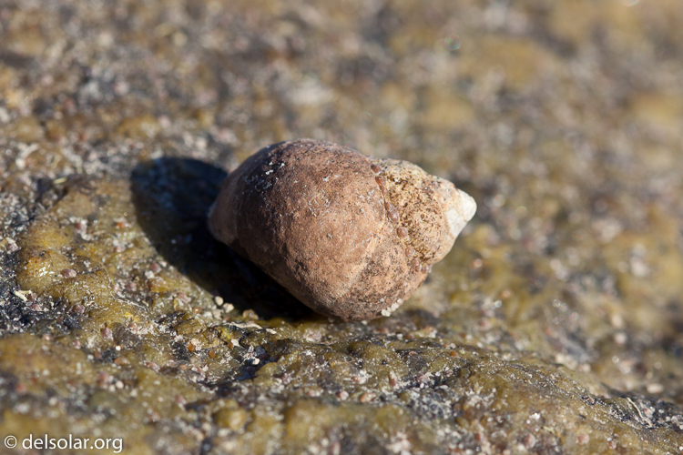 Canon EOS 5D Mark II  --  100 mm  --  EF100mm f/2.8 Macro USM  