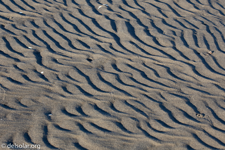 Canon EOS 5D Mark II  --  100 mm  --  EF100mm f/2.8 Macro USM  