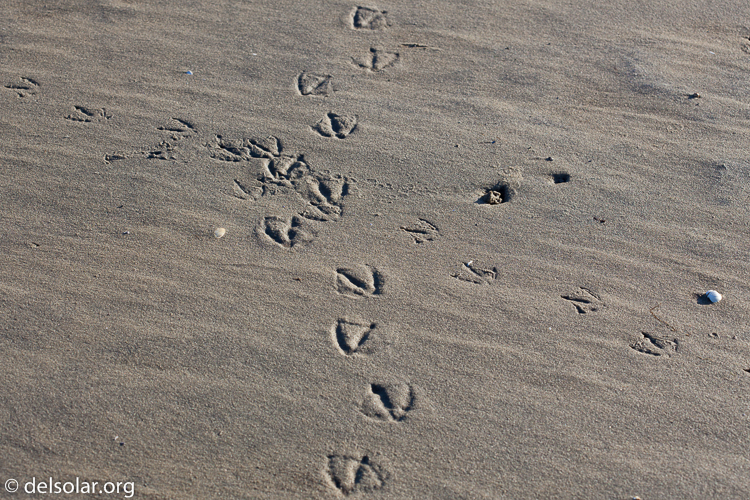 Canon EOS 5D Mark II  --  100 mm  --  EF100mm f/2.8 Macro USM  