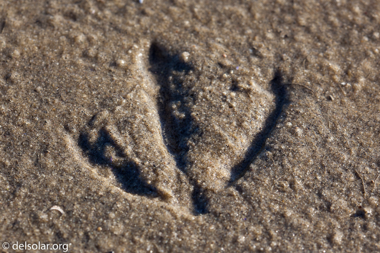 Canon EOS 5D Mark II  --  100 mm  --  EF100mm f/2.8 Macro USM  