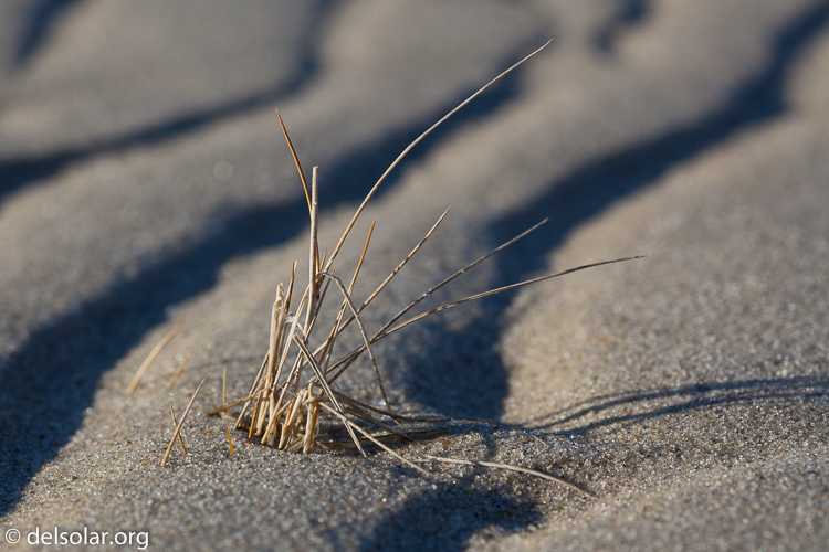 Canon EOS 5D Mark II  --  100 mm  --  EF100mm f/2.8 Macro USM  