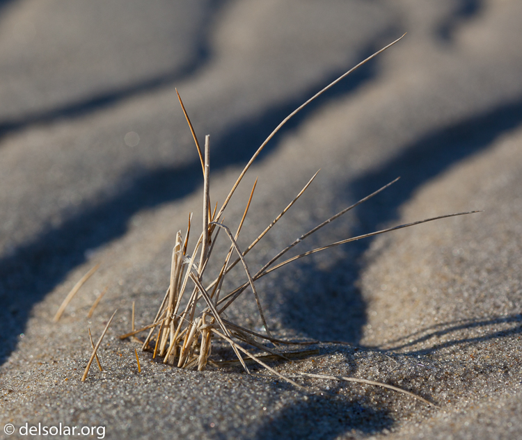 Canon EOS 5D Mark II  --  100 mm  --  EF100mm f/2.8 Macro USM  