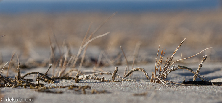 Canon EOS 5D Mark II  --  100 mm  --  EF100mm f/2.8 Macro USM  