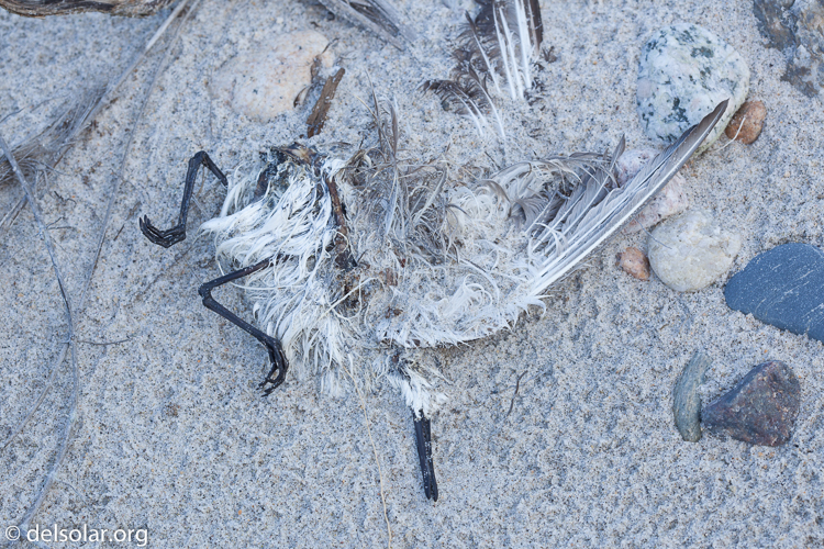 Canon EOS 5D Mark II  --  100 mm  --  EF100mm f/2.8 Macro USM  