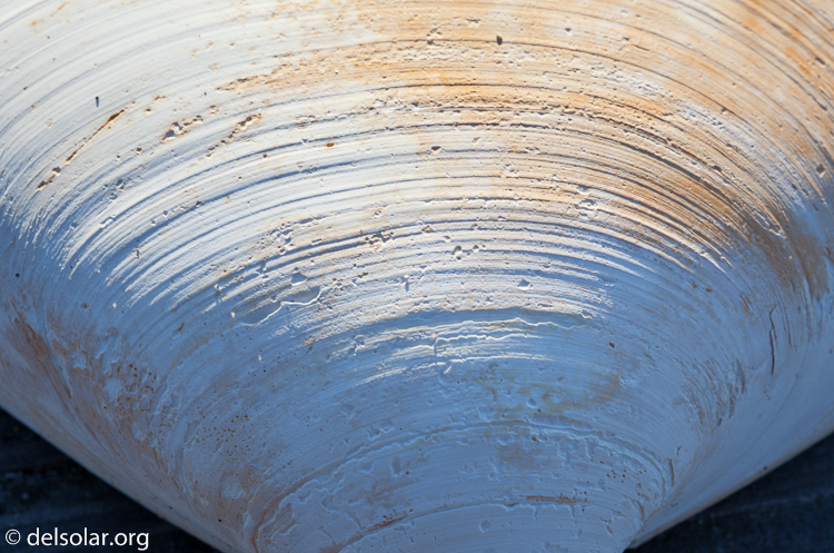 Canon EOS 5D Mark II  --  100 mm  --  EF100mm f/2.8 Macro USM  