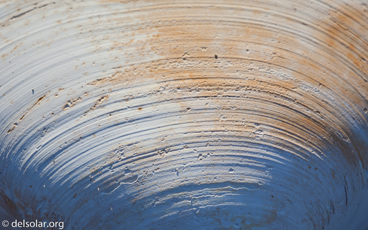 Canon EOS 5D Mark II  --  100 mm  --  EF100mm f/2.8 Macro USM  