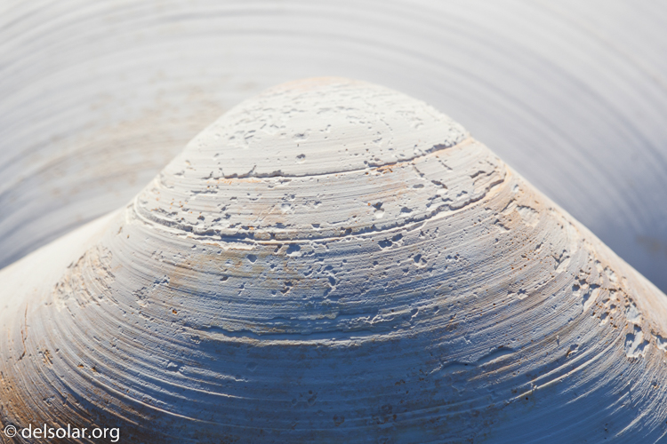 Canon EOS 5D Mark II  --  100 mm  --  EF100mm f/2.8 Macro USM  