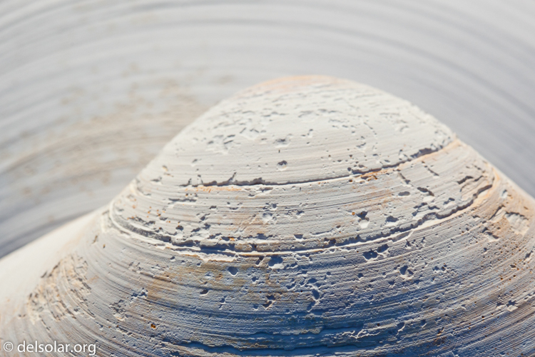 Canon EOS 5D Mark II  --  100 mm  --  EF100mm f/2.8 Macro USM  