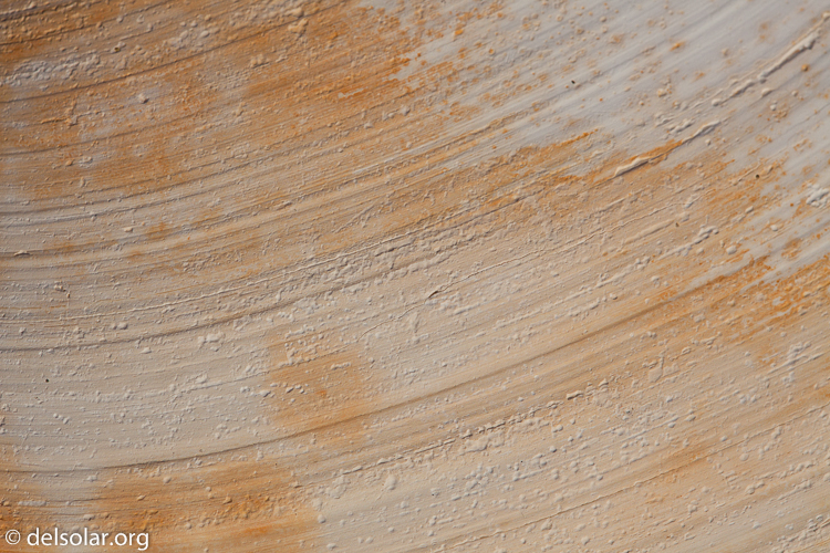 Canon EOS 5D Mark II  --  100 mm  --  EF100mm f/2.8 Macro USM  