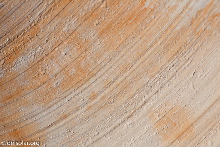 Canon EOS 5D Mark II  --  100 mm  --  EF100mm f/2.8 Macro USM  