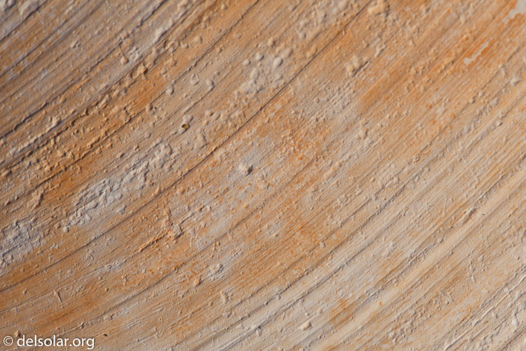 Canon EOS 5D Mark II  --  100 mm  --  EF100mm f/2.8 Macro USM  