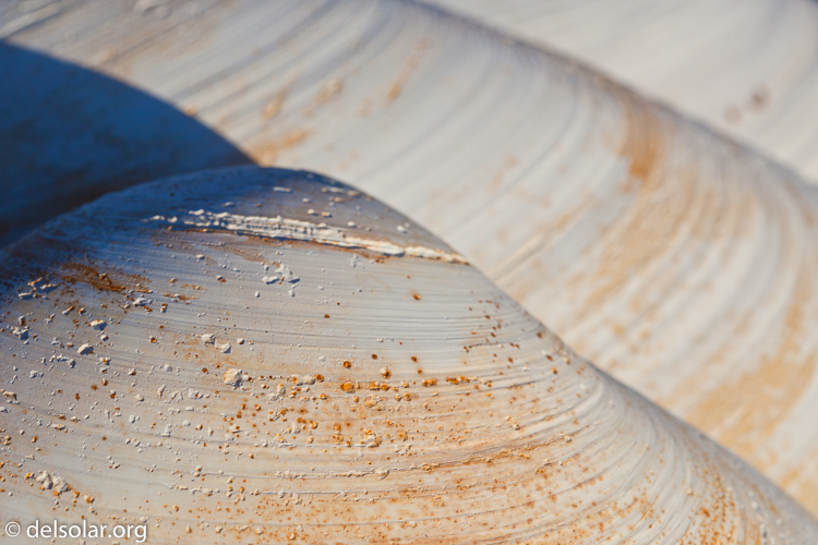 Canon EOS 5D Mark II  --  100 mm  --  EF100mm f/2.8 Macro USM  