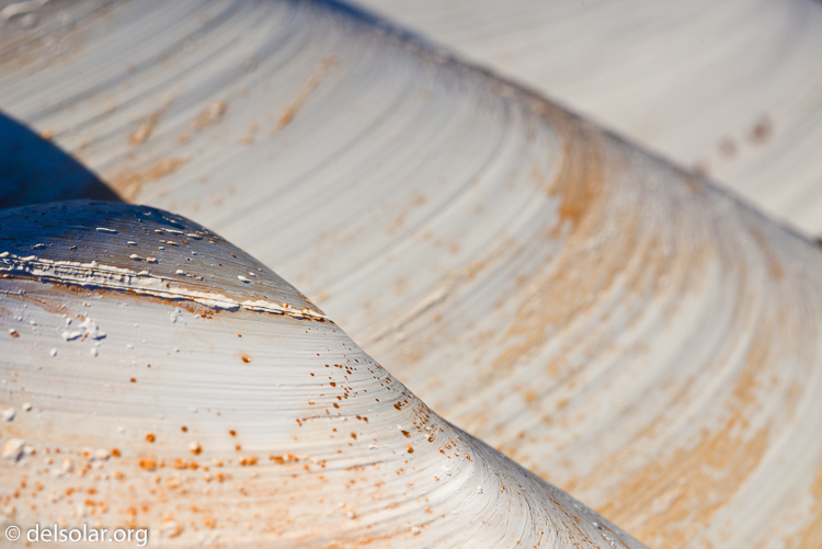 Canon EOS 5D Mark II  --  100 mm  --  EF100mm f/2.8 Macro USM  