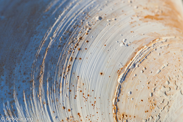 Canon EOS 5D Mark II  --  100 mm  --  EF100mm f/2.8 Macro USM  