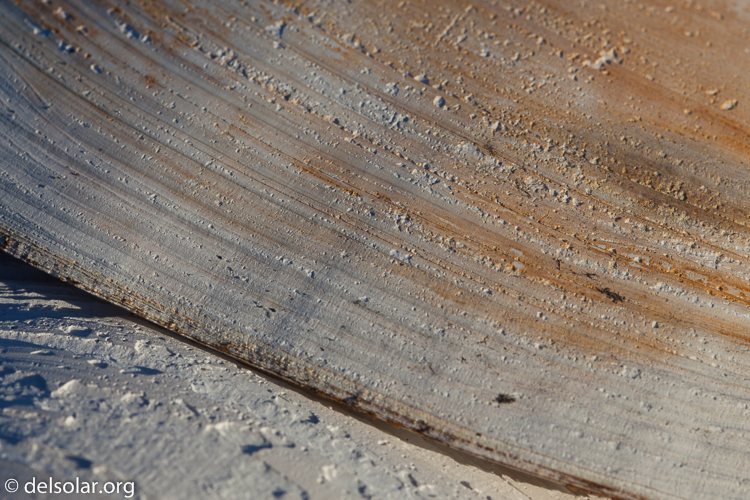 Canon EOS 5D Mark II  --  100 mm  --  EF100mm f/2.8 Macro USM  