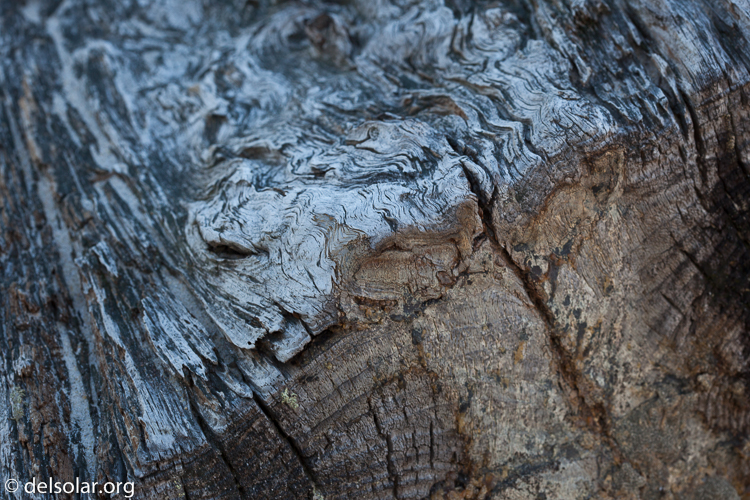 Canon EOS 5D Mark II  --  100 mm  --  EF100mm f/2.8 Macro USM  