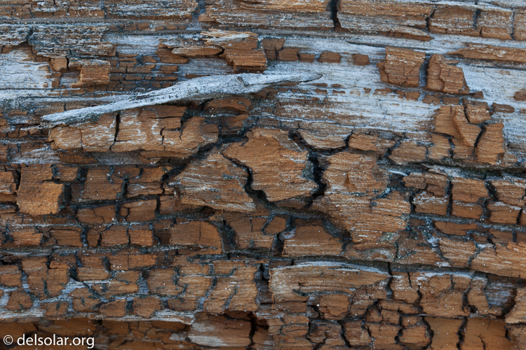 Canon EOS 5D Mark II  --  100 mm  --  EF100mm f/2.8 Macro USM  