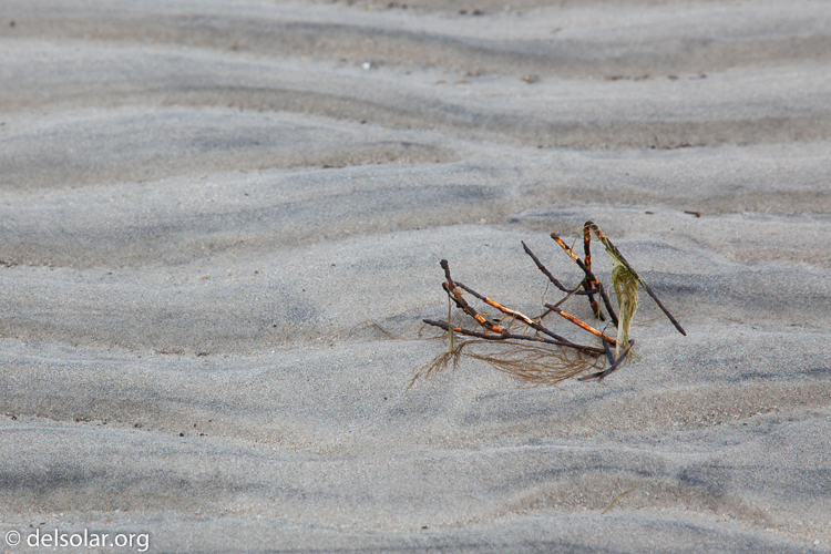 Canon EOS 5D Mark II  --  105 mm  --  EF24-105mm f/4L IS USM  