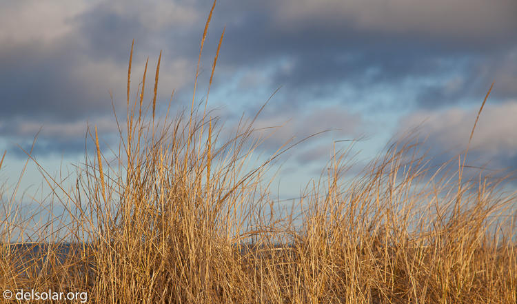 Canon EOS 5D Mark II  --  105 mm  --  EF24-105mm f/4L IS USM  