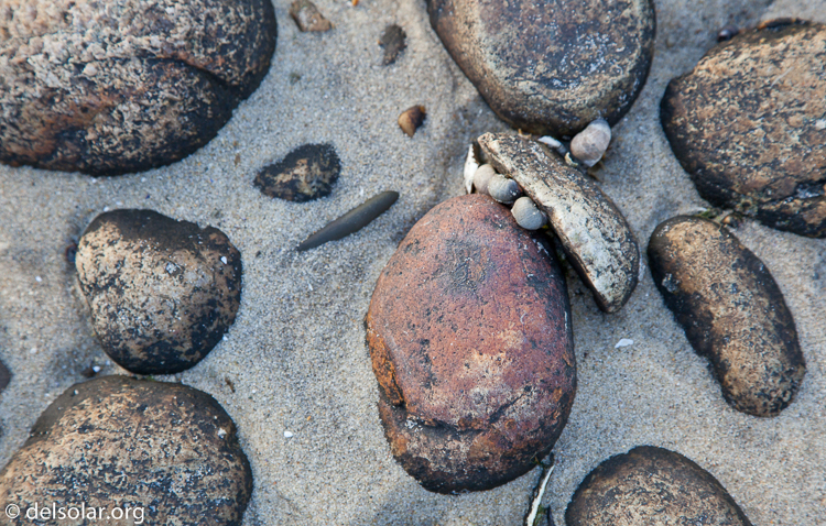 Canon EOS 5D Mark II  --  105 mm  --  EF24-105mm f/4L IS USM  