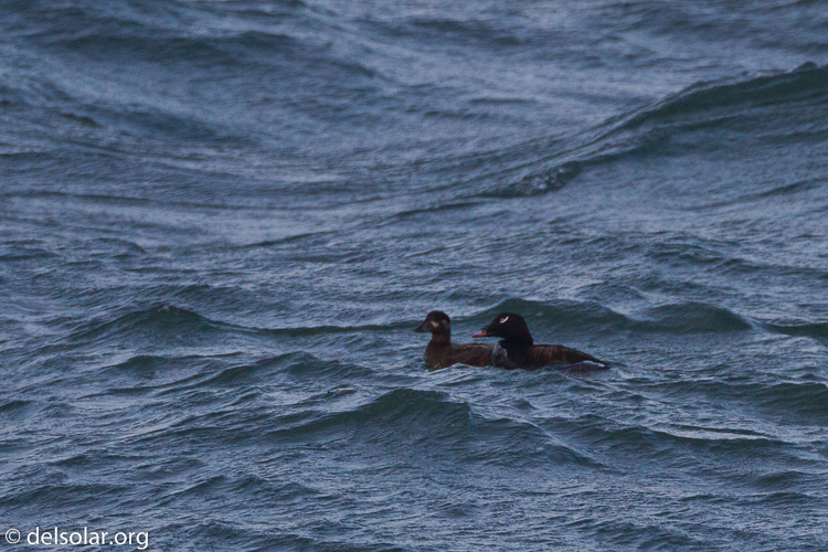 Canon EOS 7D  --  500 mm  --  EF500mm f/4L IS USM  