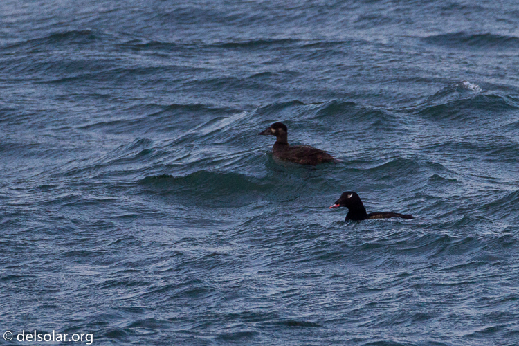 Canon EOS 7D  --  500 mm  --  EF500mm f/4L IS USM  