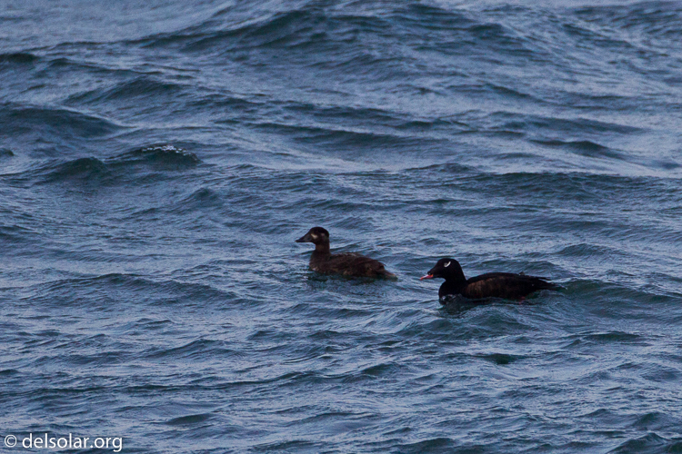 Canon EOS 7D  --  500 mm  --  EF500mm f/4L IS USM  