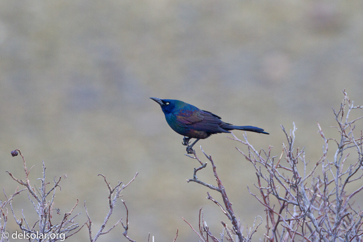 Canon EOS 7D  --  500 mm  --  EF500mm f/4L IS USM  