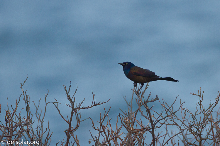 Canon EOS 7D  --  500 mm  --  EF500mm f/4L IS USM  