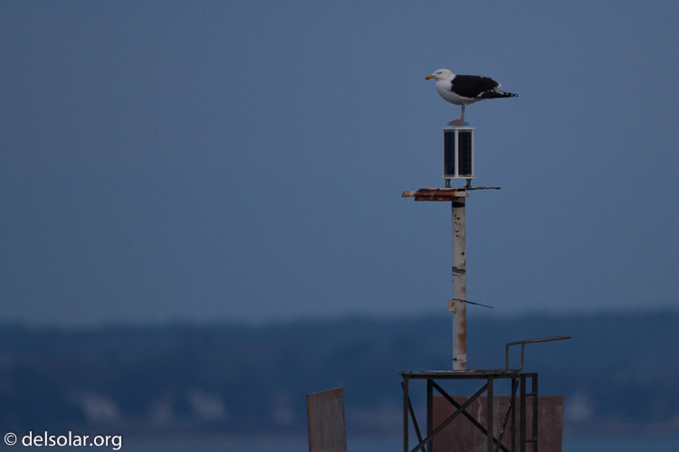 Canon EOS 7D  --  500 mm  --  EF500mm f/4L IS USM  